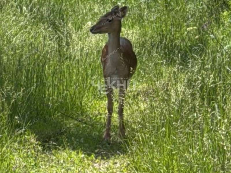 коттедж на Дачный поселок Земляникино, Каштановая деревня Ступино