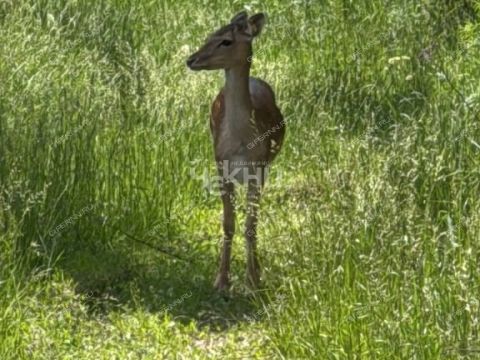 kottedzh-derevnya-stupino-gorodskoy-okrug-chkalovsk фото