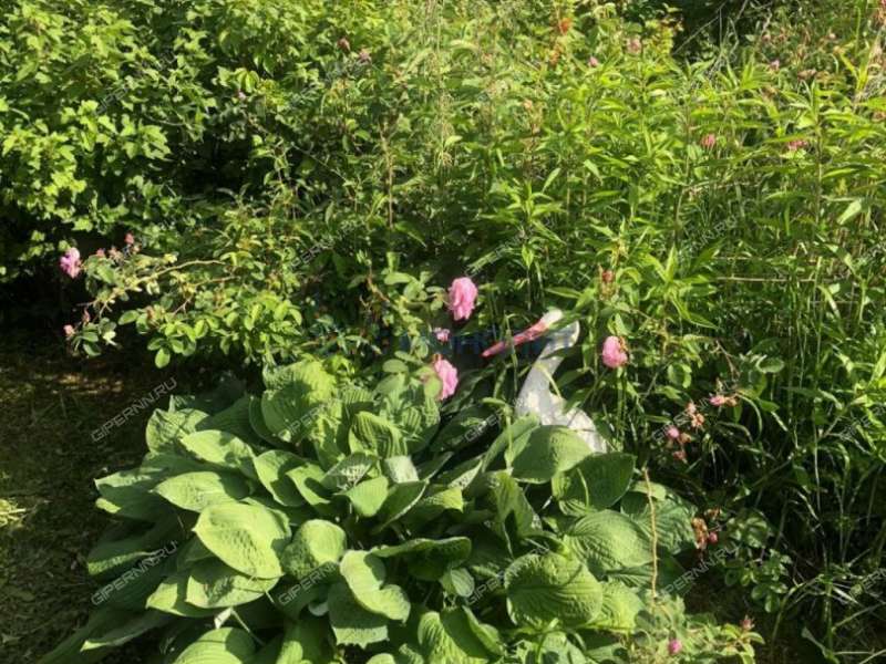 дача на Станция Горький-Сортировочный ДОЗ-1 тер. СНТ