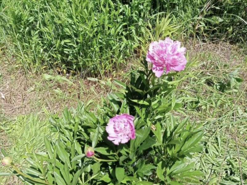 земельный участок 8 соток деревня Ягодное