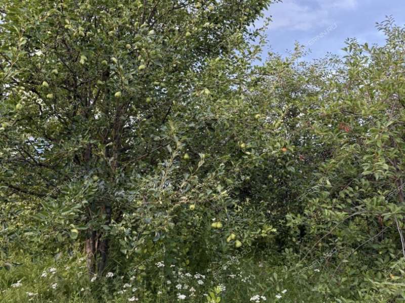 дом на улице Мира деревня Анкудиновка