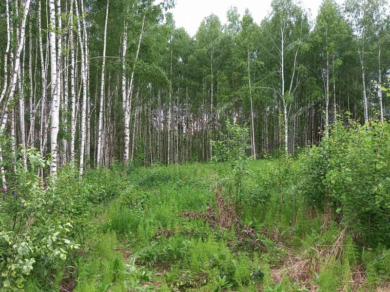 земельный участок 15 соток СНТ Ясная поляна