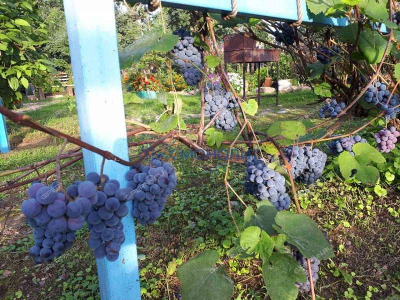 дом на - деревня Губцёво