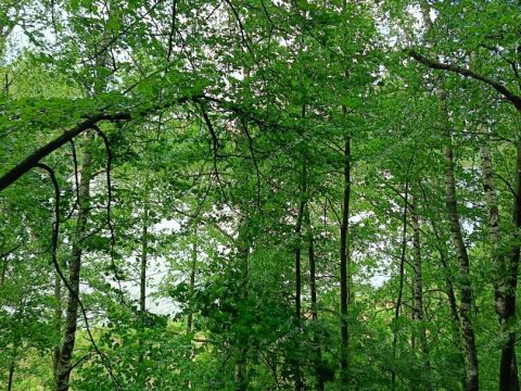 dacha-snt-gidrolog фото