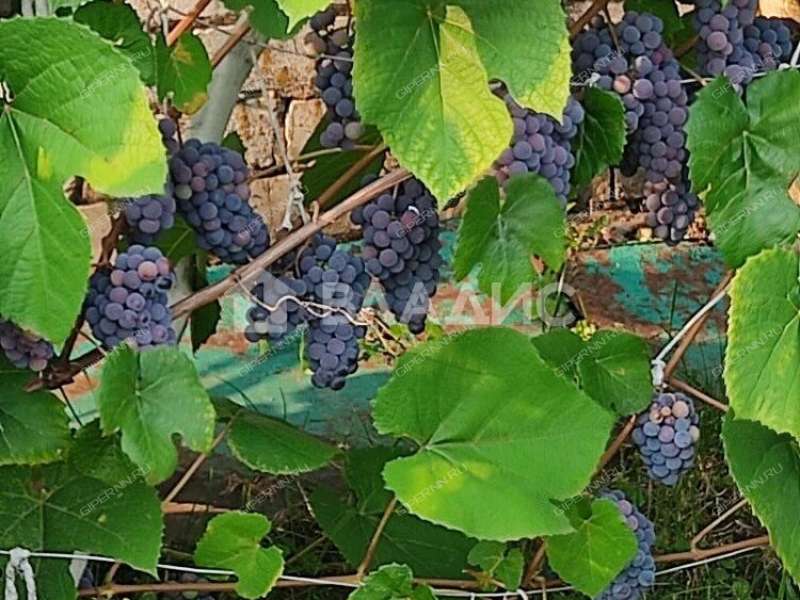 дом на улице Труда село Вазьянка