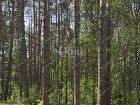 gorod-bor-gorodskoy-okrug-bor фото