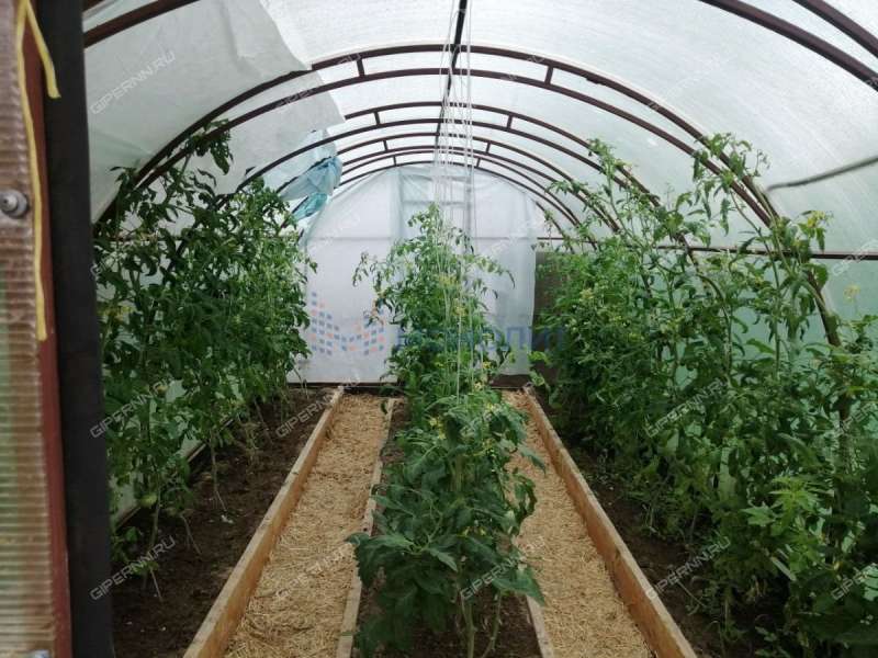 земельный участок 10 соток - деревня Линдо-Пустынь (Кантауровский сельсовет