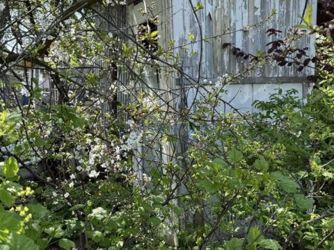 dacha фото