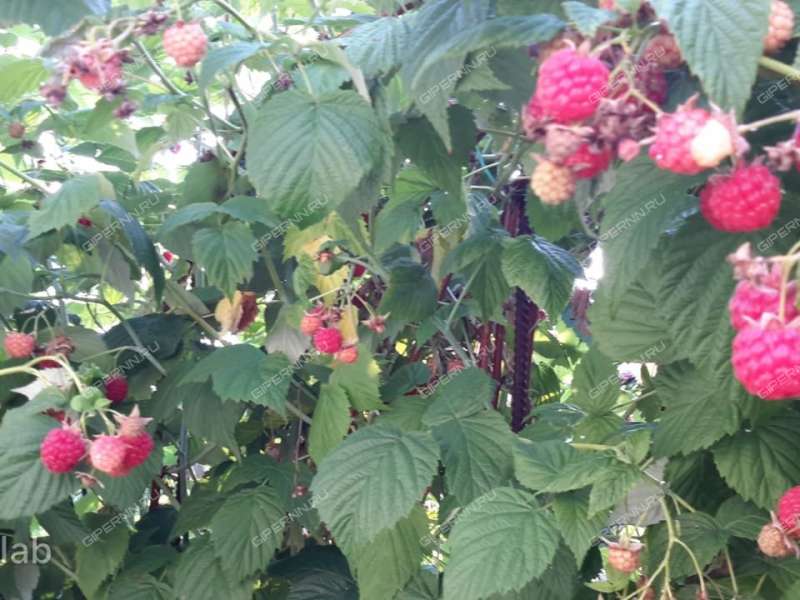 дом на Лесная ул. деревня Фроловское