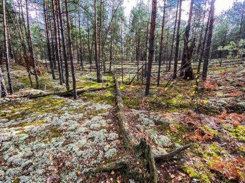 dacha-poselok-druzhnyy-kstovskiy-rayon фото
