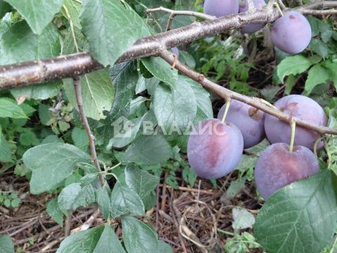 dom-rabochiy-poselok-vyezdnoe-arzamasskiy-rayon фото
