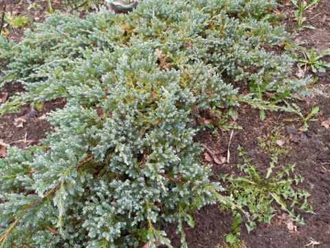 dacha-snt-vodnik-2-gorodskoy-okrug-bor фото