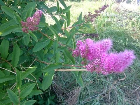 dom-derevnya-selyancevo-sokolskiy-gorodskoy-okrug фото