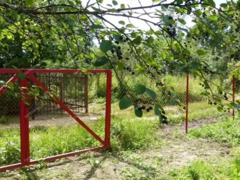 snt-landysh-gorodskoy-okrug-bor фото