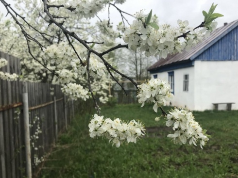 «Борщевик-иноагент» и заброшки. Как дачникам не лишиться участков по новым законам?