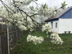 «Борщевик-иноагент» и заброшки. Как дачникам не лишиться участков по новым законам?